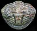 Large, Perfectly Enrolled Pedinopariops Trilobite - wide! #47352-2